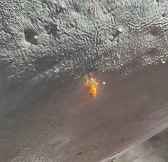Drosophila melanogaster