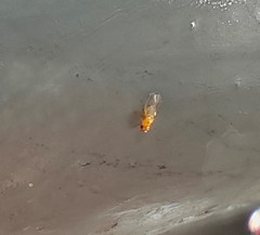 Drosophila melanogaster