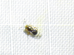 Microterys