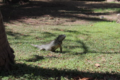 Iguana iguana