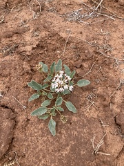Tripterocalyx carneus
