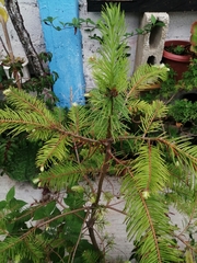 Abies guatemalensis