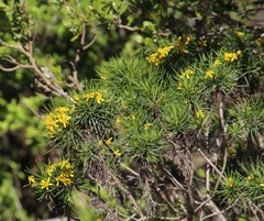 Euryops brevipapposus
