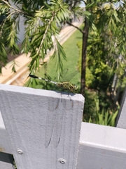 Orthetrum sabina