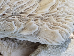 Leptoria phrygia