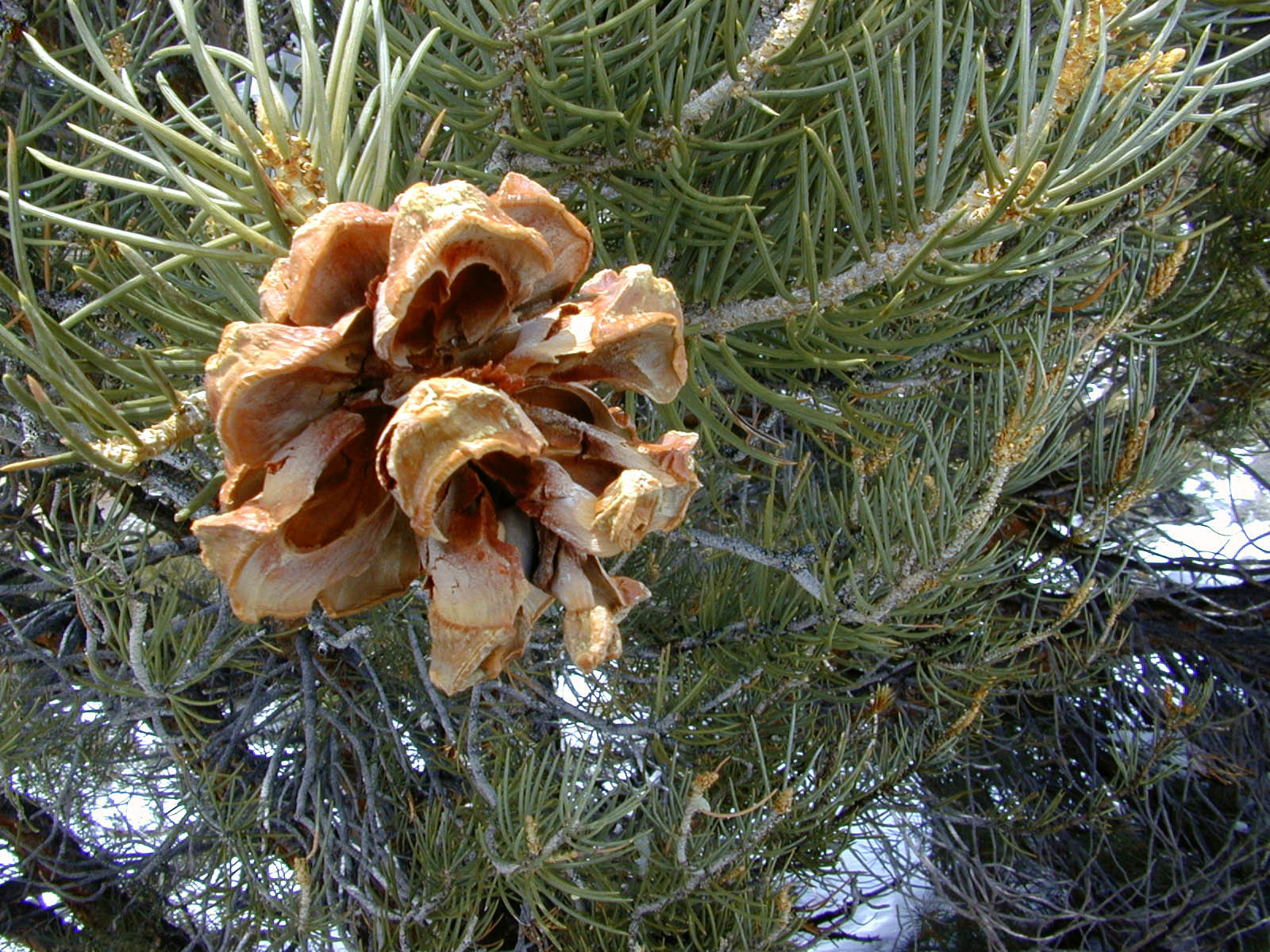 Pinus monophylla