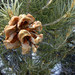 Pinus monophylla - Photo (c) Dawn Endico,  זכויות יוצרים חלקיות (CC BY-SA)