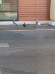 Columba livia domestica