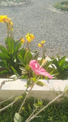 Hibiscus rosa-sinensis