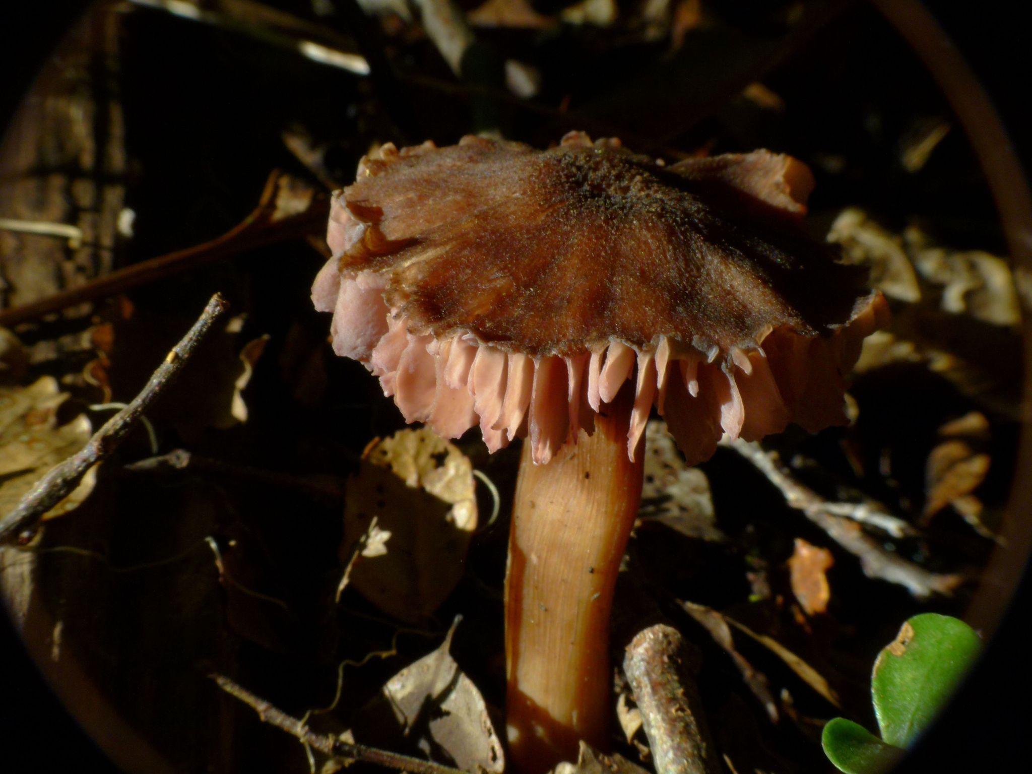 Laccaria violaceonigra image