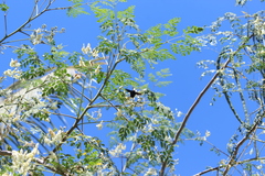 Xylocopa mexicanorum