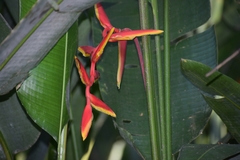 Heliconia marginata