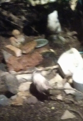 Didelphis virginiana