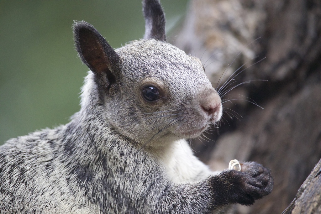 Tree Squirrels