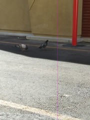 Columba livia domestica