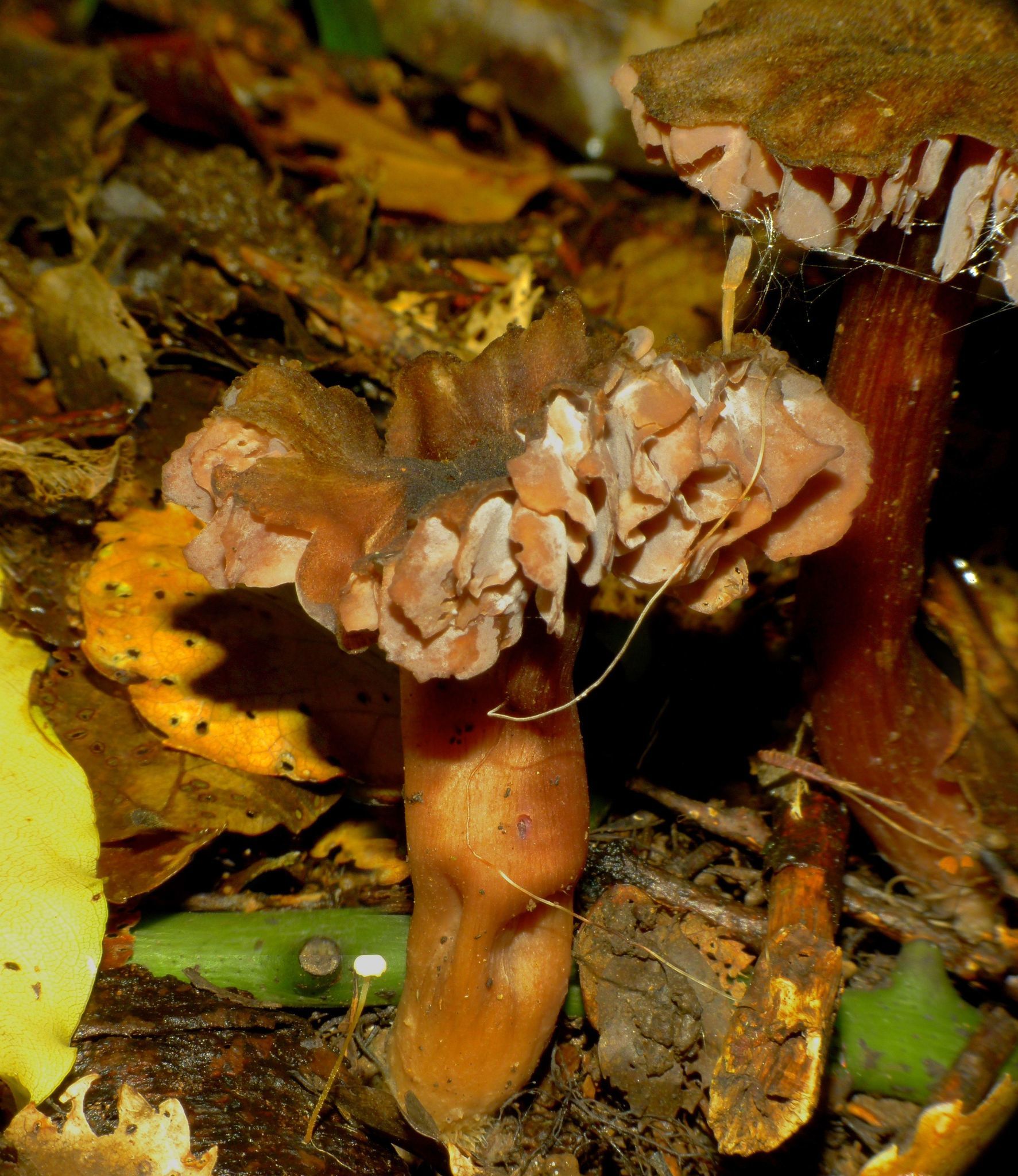 Laccaria violaceonigra image