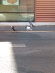 Columba livia domestica