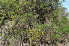 Euryops brevipapposus