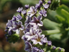 Heliotropium curassavicum