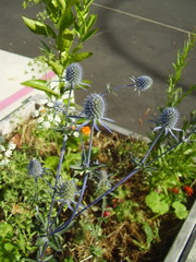 Eryngium