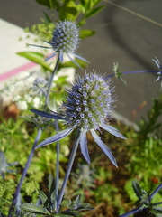 Eryngium