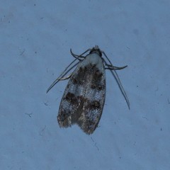 Scatochresis innumera
