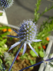 Eryngium