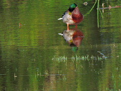 Anas platyrhynchos