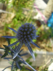 Eryngium