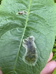 Pegomya bicolor