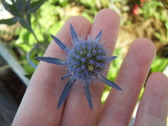 Eryngium