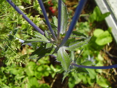 Eryngium