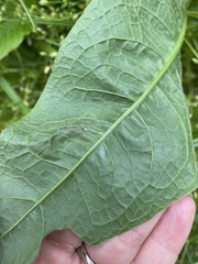 Pegomya bicolor