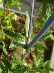 Eryngium