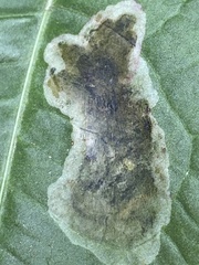 Pegomya bicolor