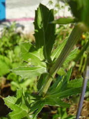 Eryngium