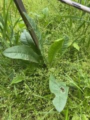 Pegomya bicolor