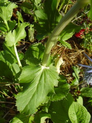Eryngium