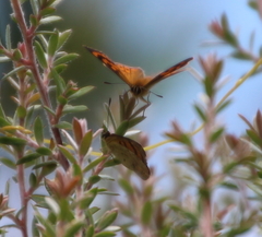 Lycaena salustius