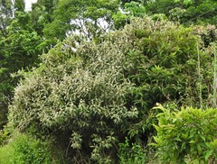 Miconia archeri