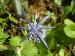 Eryngium