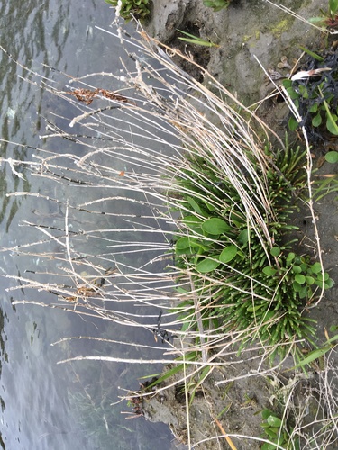 Virginia glasswort (Salicornia depressa)