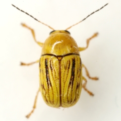 Cryptocephalus defectus