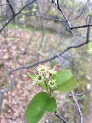 Amelanchier nantucketensis