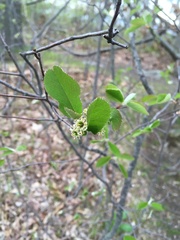 Amelanchier nantucketensis