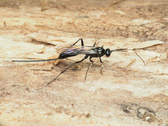 Echthrus niger