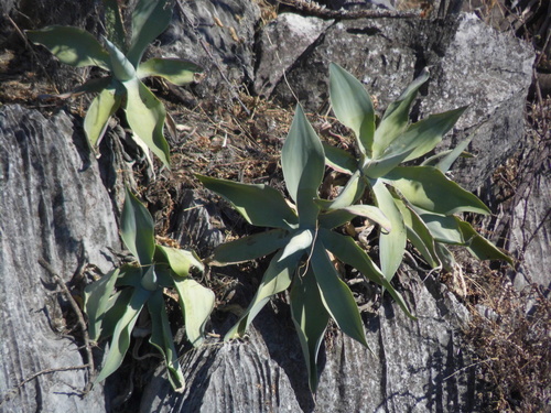 Agave attenuata