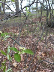 Amelanchier nantucketensis