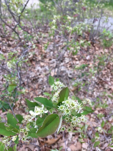 Image of Amelanchier nantucketensis by no rights reserved