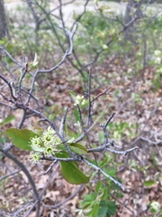 Amelanchier nantucketensis